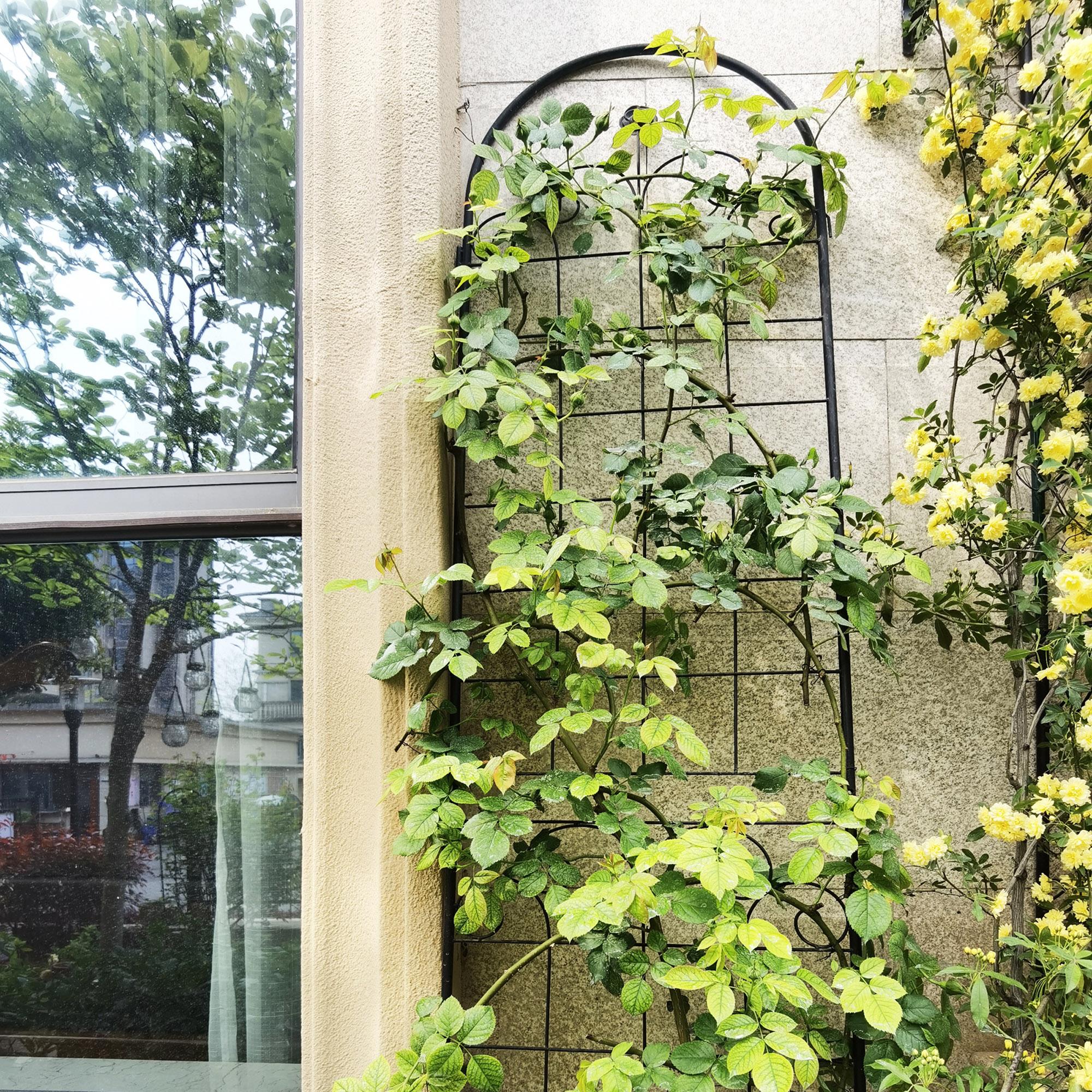 Metal Garden Trellis for Climbing Plants