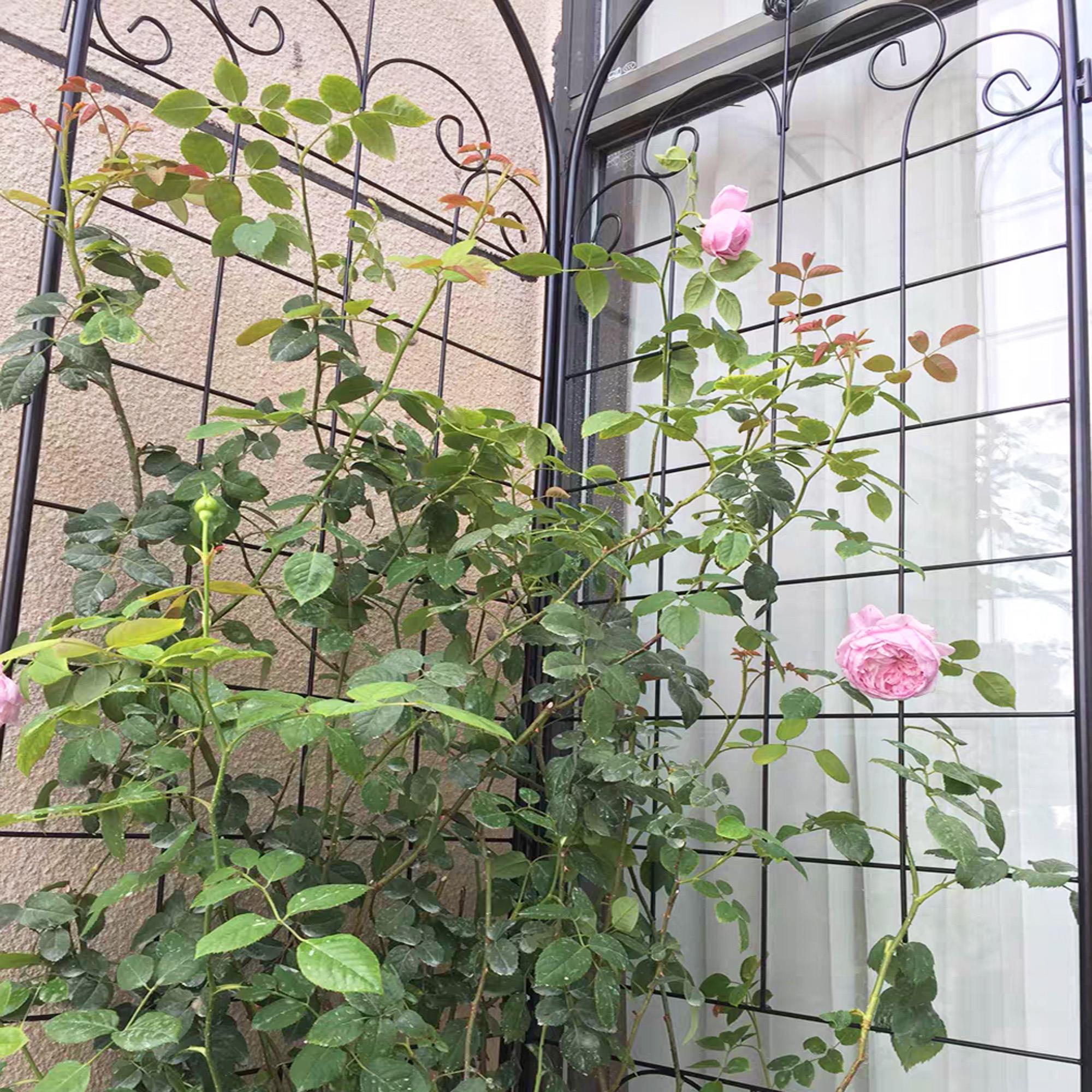 Metal Garden Trellis for Climbing Plants